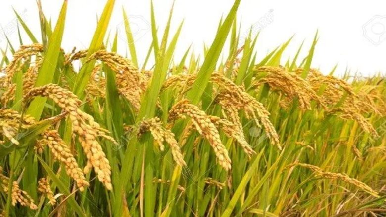 चैते धानको न्यूनतम मूल्य २ हजार ८ सय ६९ पैसा तोक्ने सरकारको निर्णय