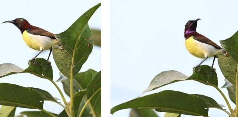 नेपालमा चरा प्रजातिको सङ्ख्या ८ सय ९८ पुग्यो