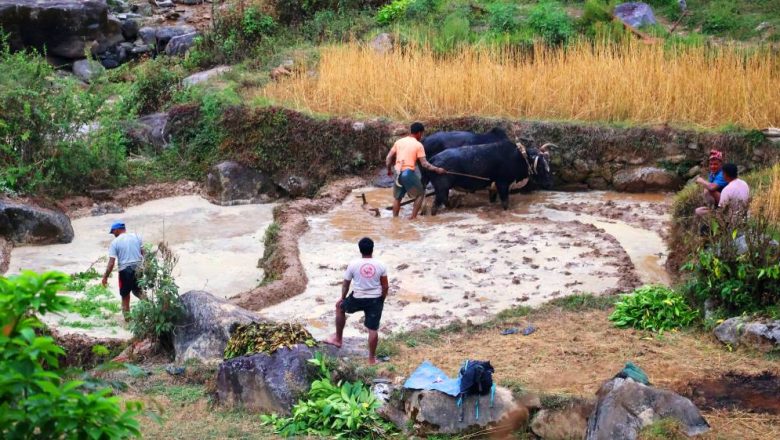 गोरु पाल्ने किसानले पाए पोषणभत्ता