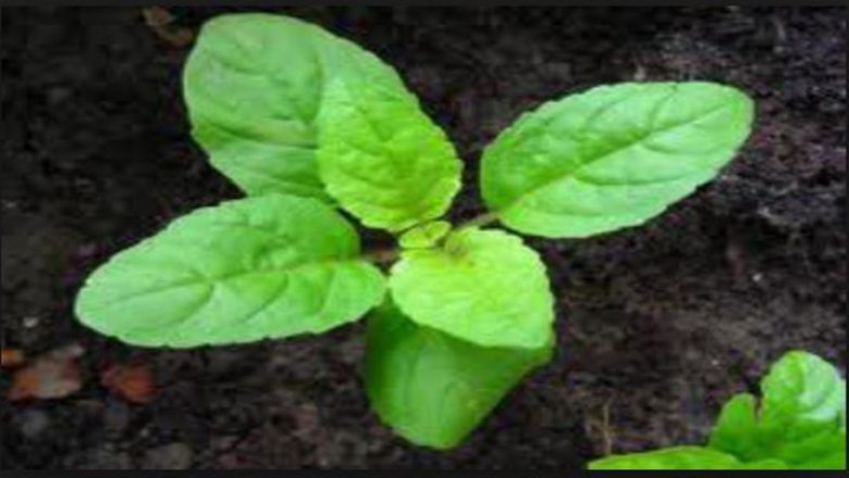 आज हरिशयनी एकादशी,घरघरमा तुलसीको विरुवा सारिदै