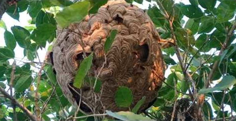 अरिङ्गालले टोकेर एक महिलाको मृत्यु