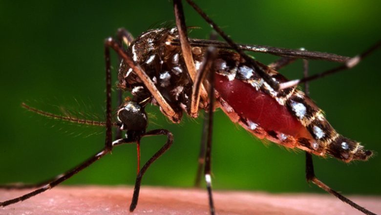 पाल्पामा १०० जनामा डेंगु संक्रमण पुष्टि