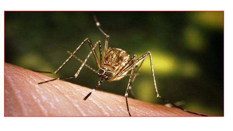 जापानिज इन्सेफ्लाइटिसबाट ११ को मृत्यु, ६३ जनामा सङ्क्रमण