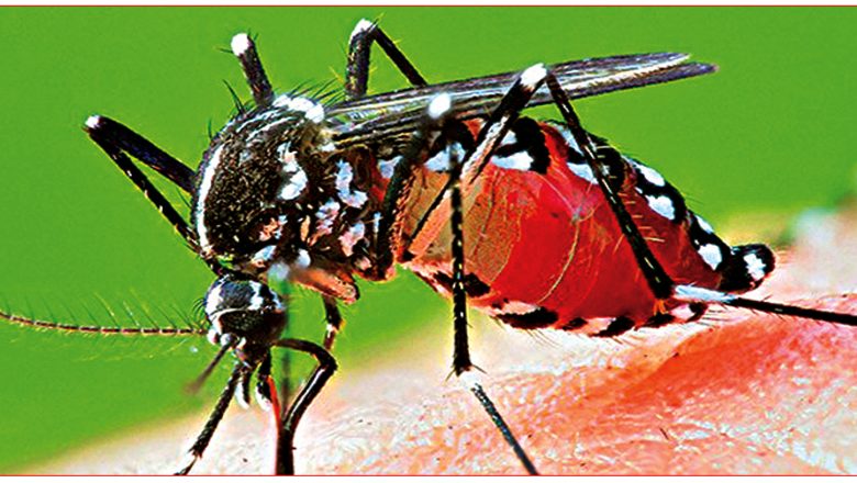 पाल्पामा २५५ जनामा डेङ्गु संक्रमण