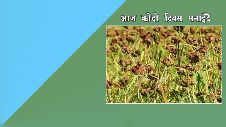 आज राष्ट्रिय कोदो दिवस मनाइदै